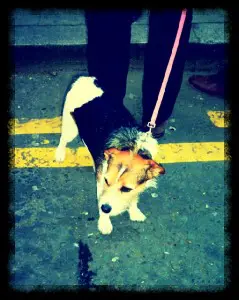 Shoreditch Street Style trendy east london pets dogs