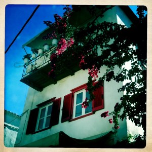 greel thanes taverna tropical flowers