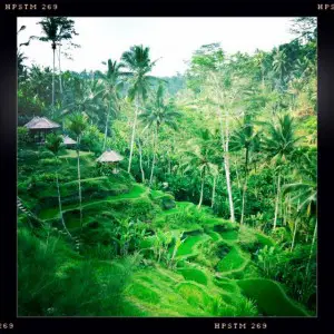 Bali Ubud rice paddies