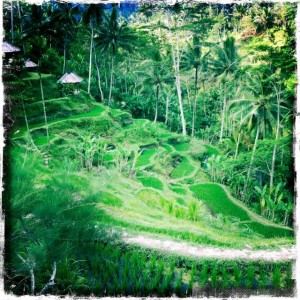 Bali tropical gardens view