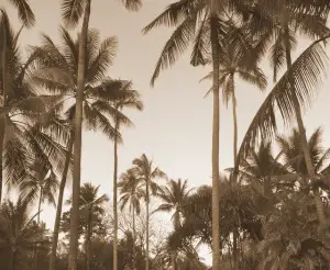 bali tropical gardens retreat pool paradise luxury hotel palmtree