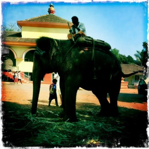 Goa market elephant