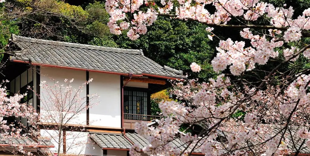 Chinzanso hotel Tokyo blossom