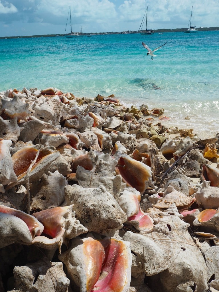 Conch shells at Chat n chill