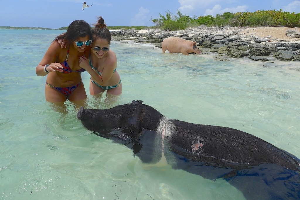 TheStyeTraveller swimming with pigs