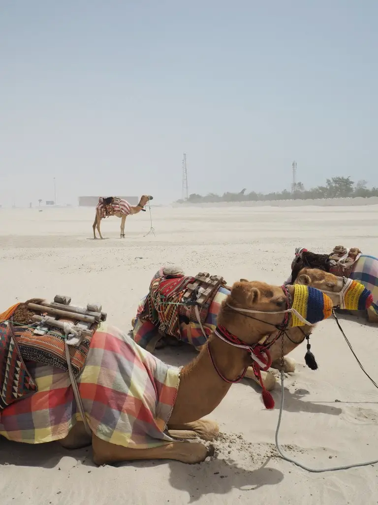 camels in Doha qatar