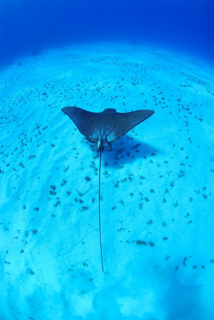 Cayman Islands Sting ray city