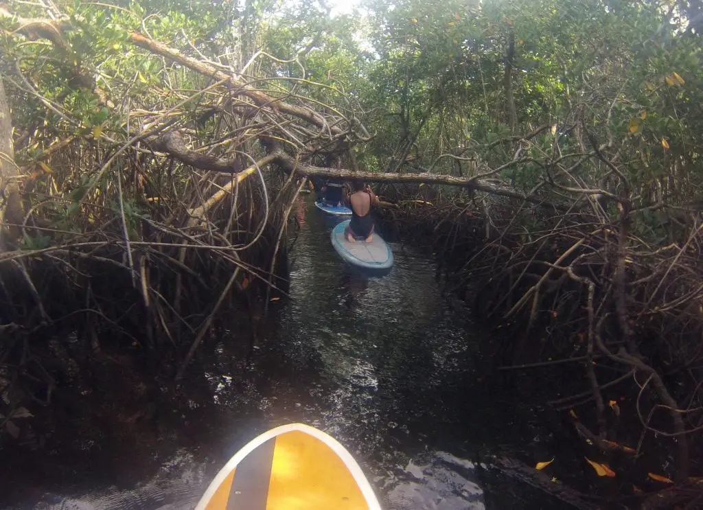 mangrove paddle boarding bermuda bonnie rakhit style traveller