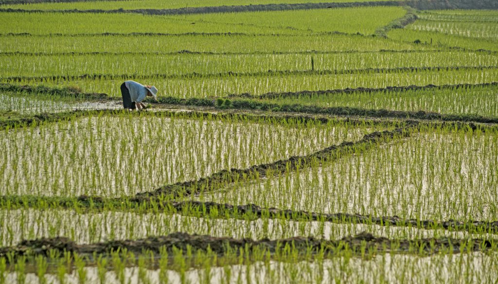 rice paddy fields hainan china