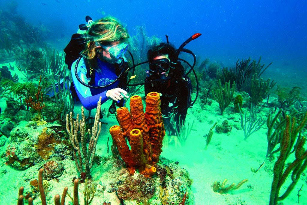 scuba diving caribbean