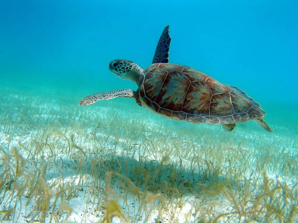 scuba diving caribbean petit st vincent turtle