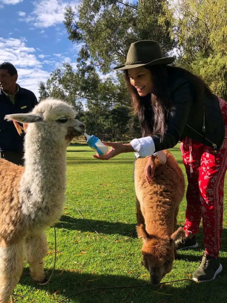 feeding baby alpaca llamas in Sacred valley peru