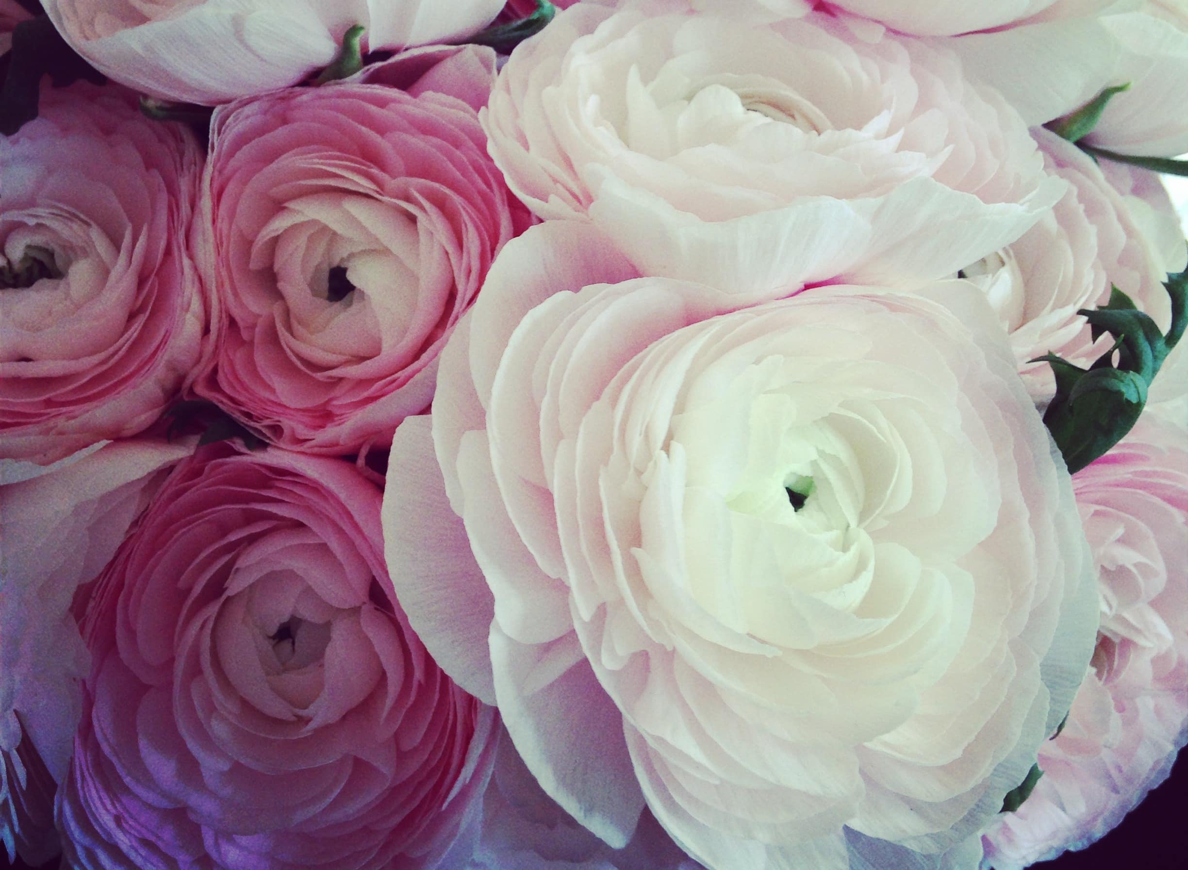 j crew flowers 2