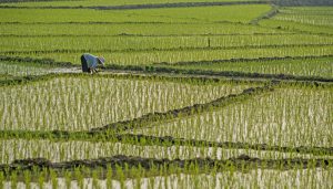 rice paddy fields hainan china