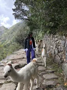 Best luxury hotel in Machu Picchu Belmond Sanctuary Lodge Llamas Bonnie Rakhit