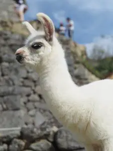 Best luxury hotel in Machu Picchu Belmond Sanctuary Lodge Llamas