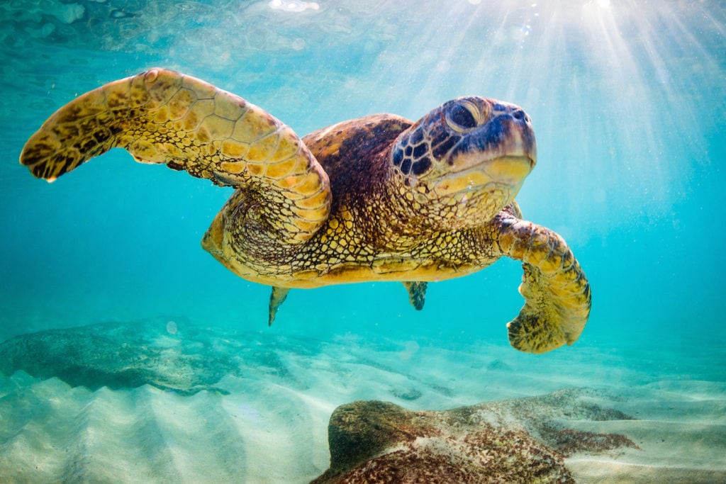 Sea-turtle Image from ScubaDiverMagazine-1