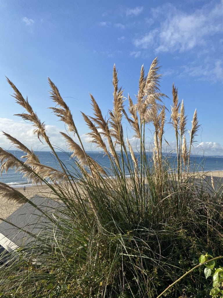 Pampas grass devon