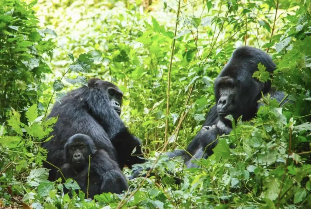 Gorilla trekking experience in Uganda