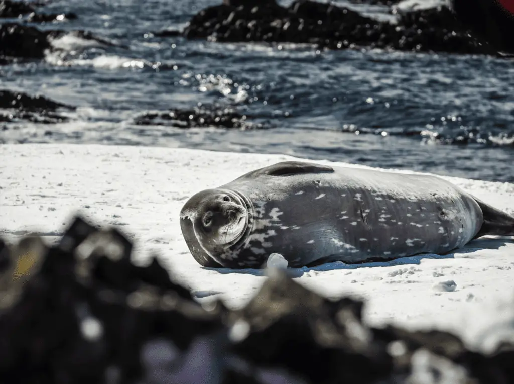Luxury Guide to Travelling Antarctica seals and nature