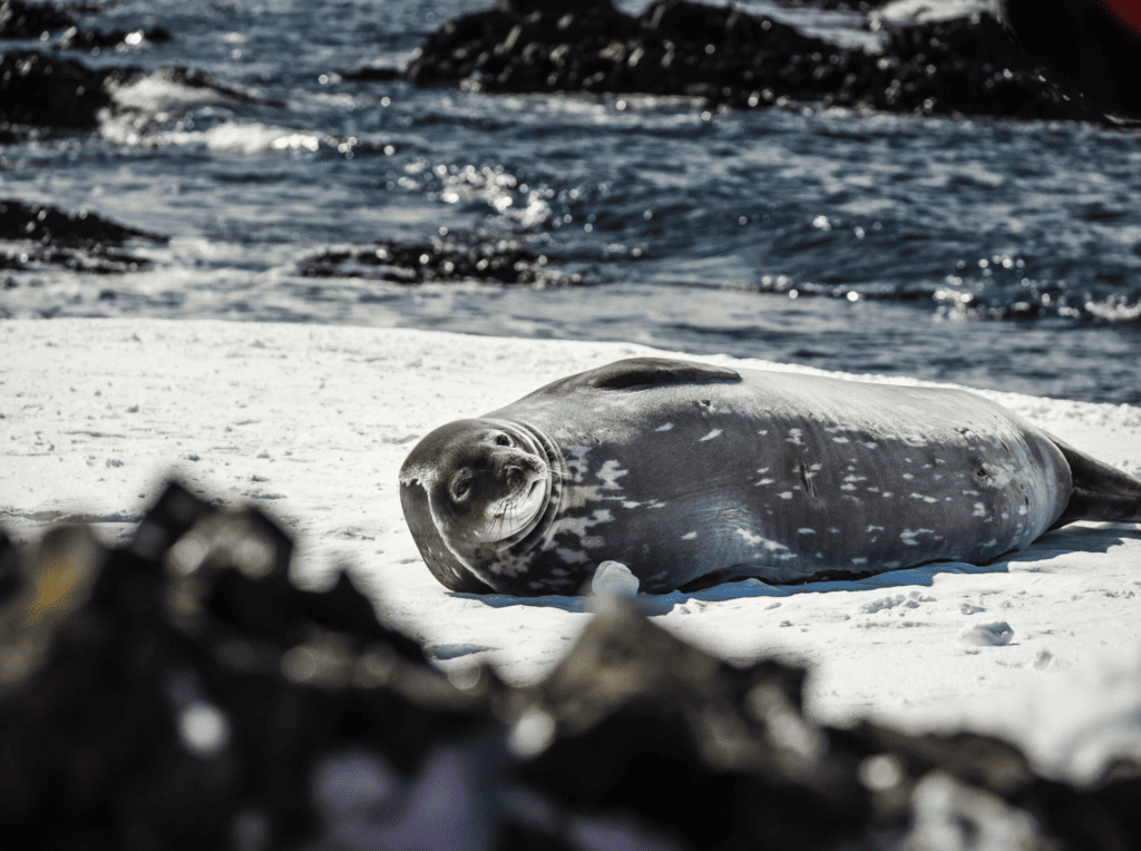 A luxury travel guide to the seals and nature of Antarctica