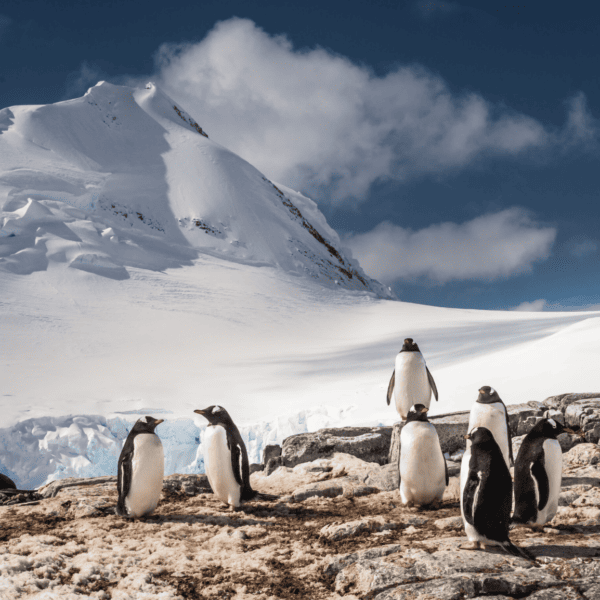 Luxury Guide to Travelling Antarctica