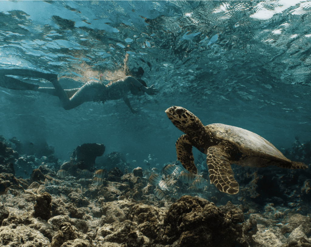underwater diving and snorkelling at Ifuru Maldives